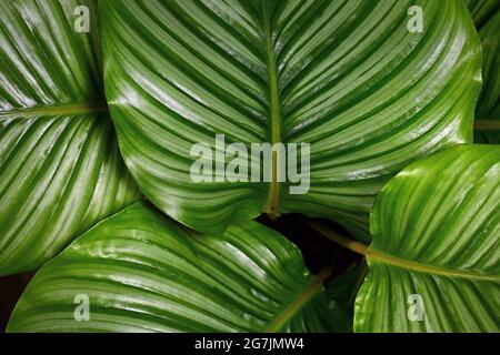 Nahaufnahme von gestreiften exotischen `Calathea Orbifolia Prayer Plant` Hauspflanzenblättern Stockfoto